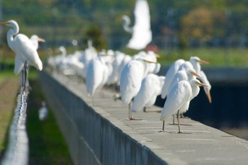 チュウサギ いしかり調整池(石狩調整池) 2019年10月6日(日)