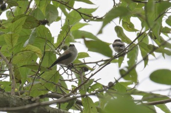 エナガ 三重県上野森林公園 2019年10月6日(日)