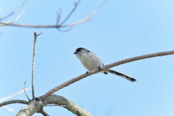 エナガ 三重県上野森林公園 2019年10月6日(日)