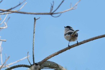 エナガ 三重県上野森林公園 2019年10月6日(日)