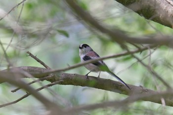 エナガ 三重県上野森林公園 2019年10月6日(日)