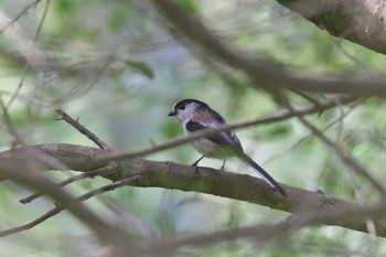 エナガ 三重県上野森林公園 2019年10月6日(日)