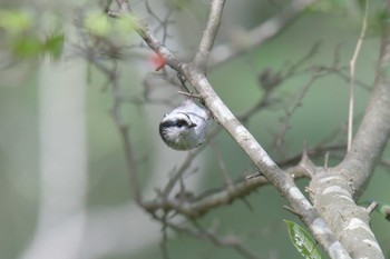 エナガ 三重県上野森林公園 2019年10月6日(日)