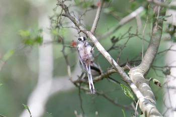 エナガ 三重県上野森林公園 2019年10月6日(日)