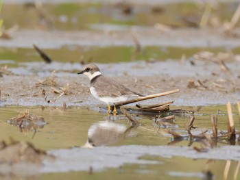 Little Ringed Plover 神戸市西区 Sun, 10/6/2019