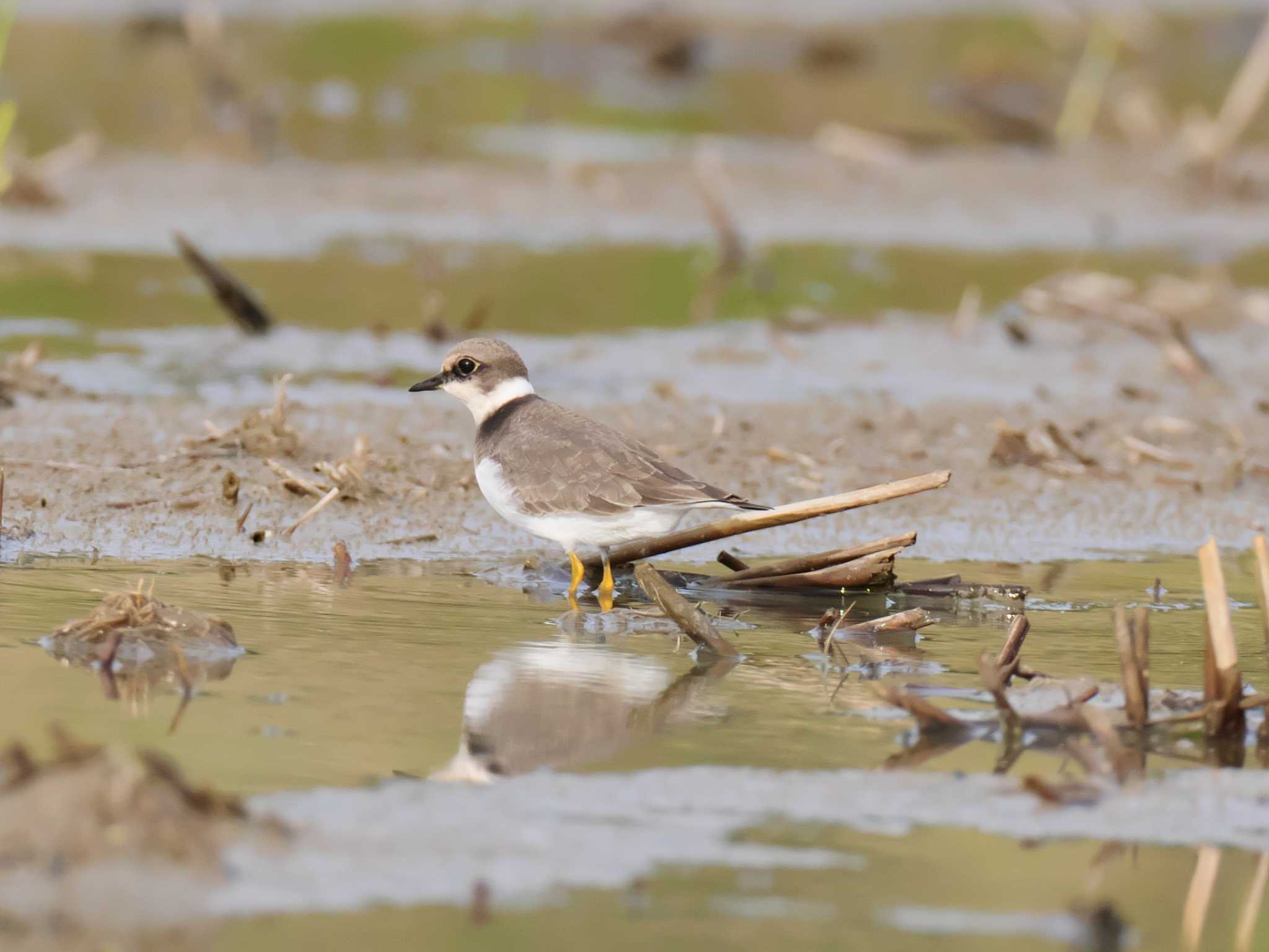 Little Ringed Plover