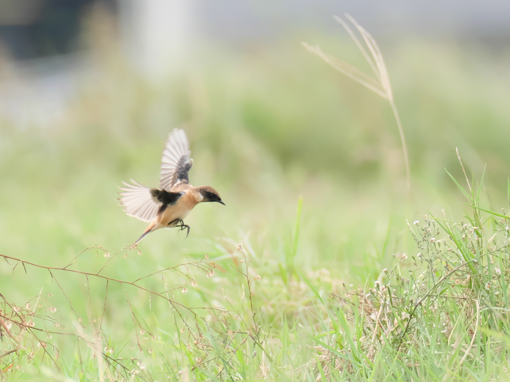 Amur Stonechat