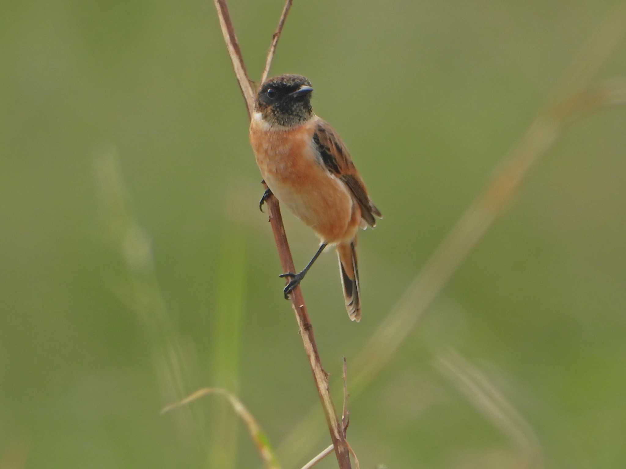 Amur Stonechat