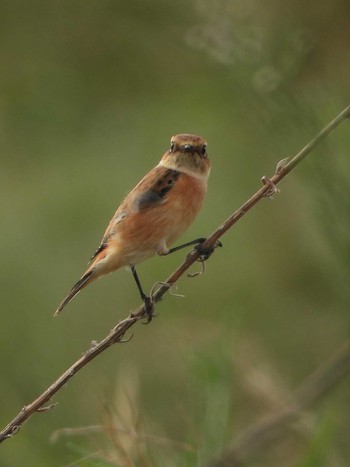 2019年10月6日(日) 神戸市西区の野鳥観察記録