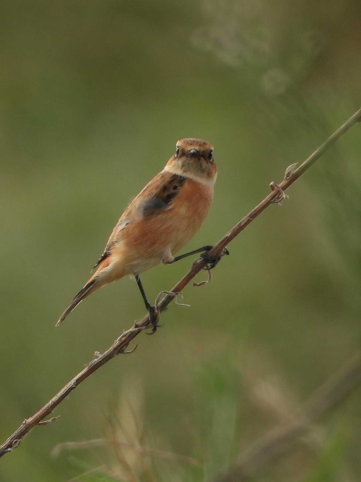 Amur Stonechat