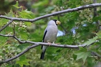 2019年10月6日(日) 北海道 函館市 見晴公園の野鳥観察記録