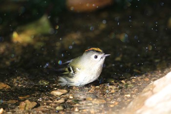 キクイタダキ 北海道 函館市 見晴公園 2019年10月6日(日)