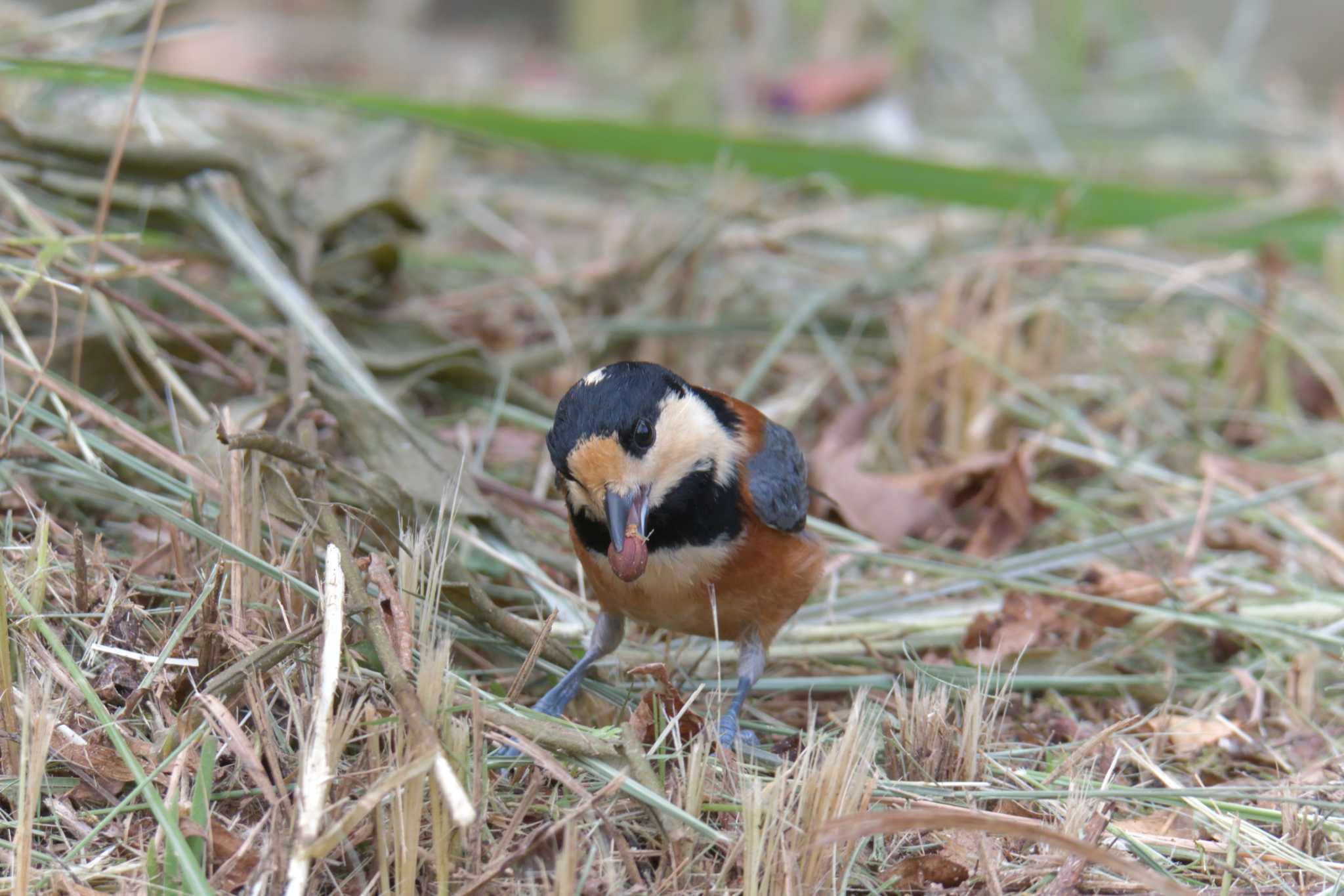 三重県上野森林公園 ヤマガラの写真 by masatsubo