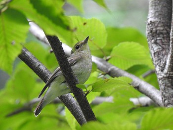 Narcissus Flycatcher 八倉渓 Sun, 9/29/2019