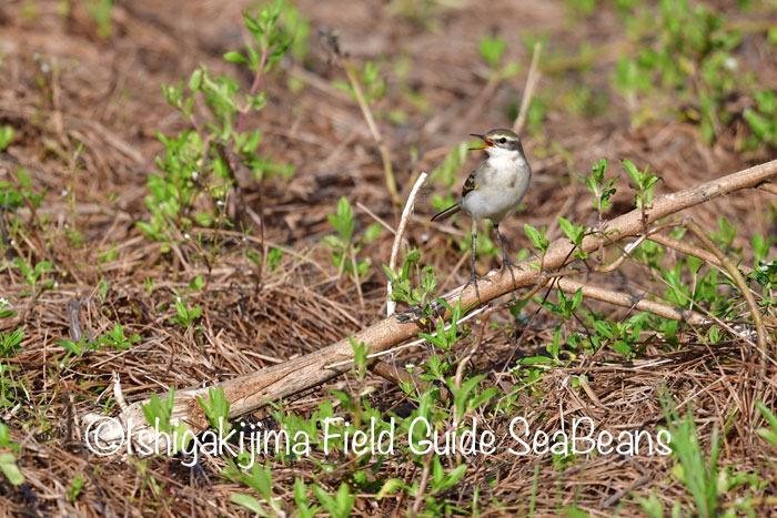 Photo of Eastern Yellow Wagtail at Ishigaki Island by 石垣島バードウオッチングガイドSeaBeans