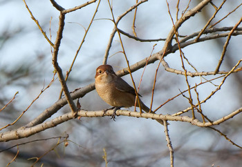 Bull-headed Shrike さくら草公園 Tue, 10/1/2019