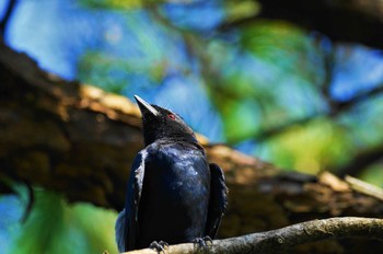 Black Drongo Unknown Spots Wed, 10/2/2019