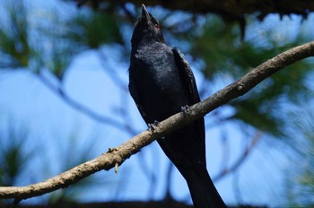 Black Drongo 台湾 Wed, 10/2/2019