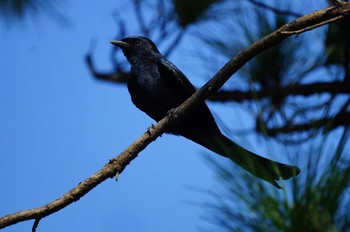 Black Drongo 台湾 Wed, 10/2/2019