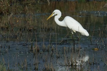 Unknown Species 刈谷市 洲原公園 Sat, 10/5/2019