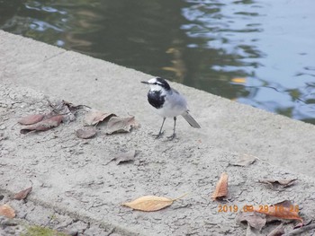 White Wagtail 鴻巣市吹上本町　元荒川 Sun, 9/29/2019