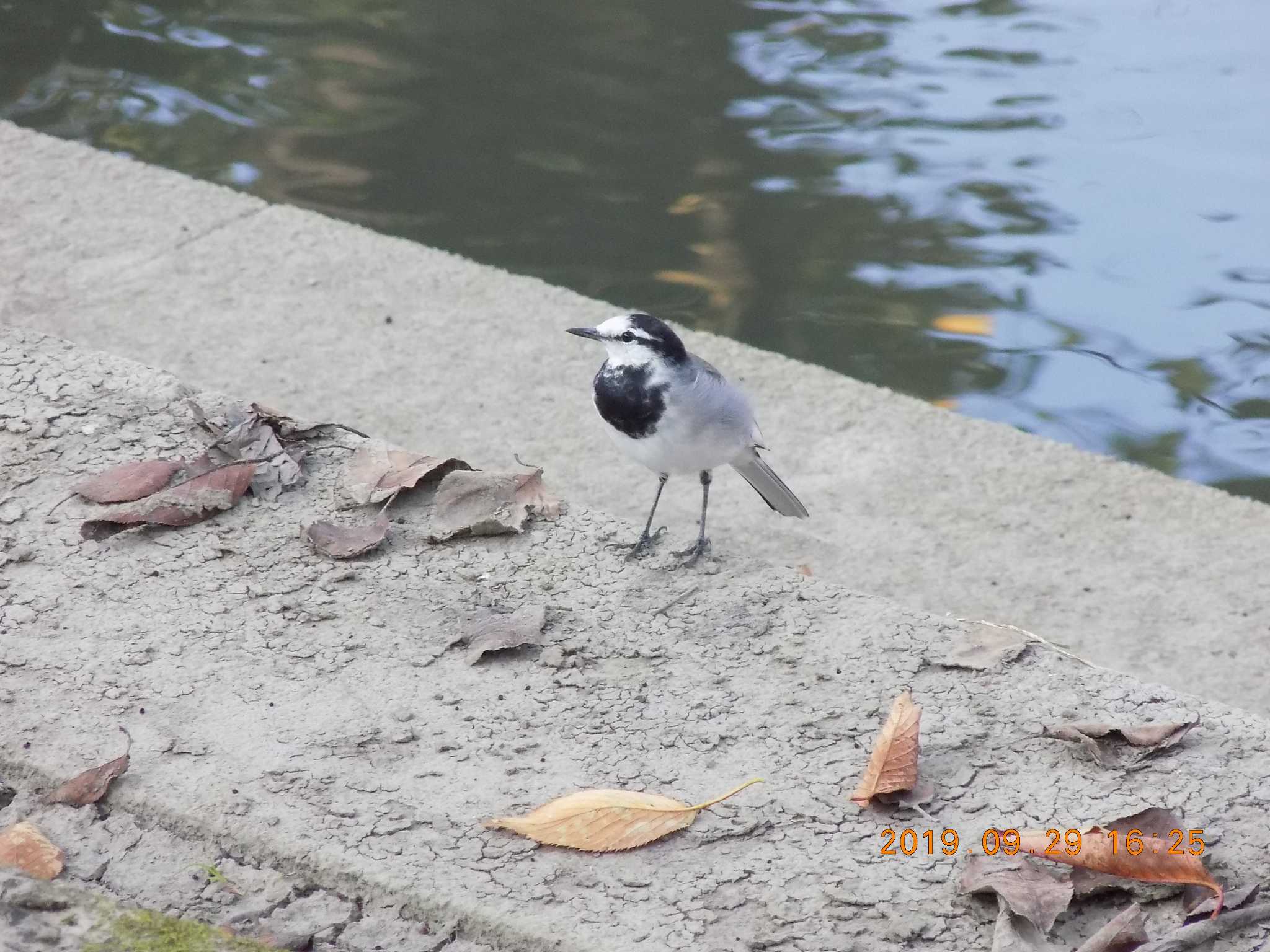 Photo of White Wagtail at 鴻巣市吹上本町　元荒川 by 近所で鳥見