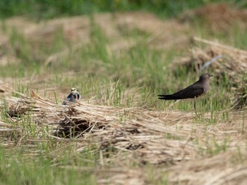 Oriental Pratincole