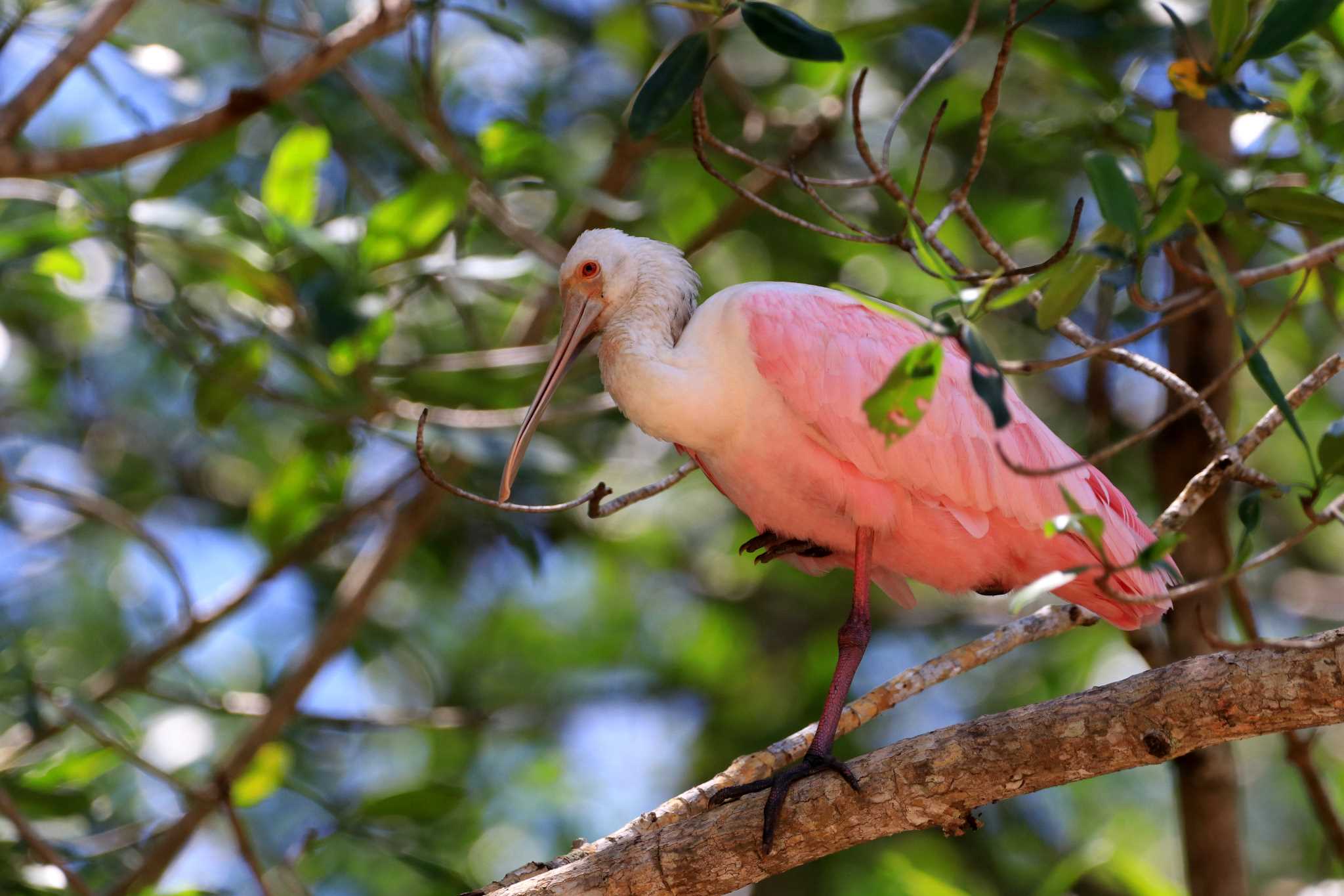 Tarcoles River Cruise(Costa Rica) ベニヘラサギの写真 by とみやん