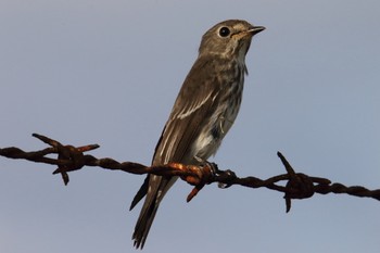 Grey-streaked Flycatcher Yonaguni Island Mon, 9/23/2019