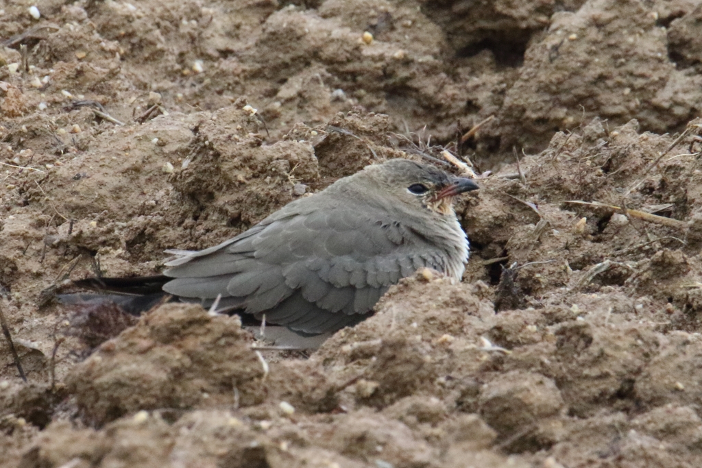 Photo of Oriental Pratincole at Ishigaki Island by マイク