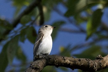 Asian Brown Flycatcher 愛知県 刈谷市 洲原公園 Sat, 10/5/2019