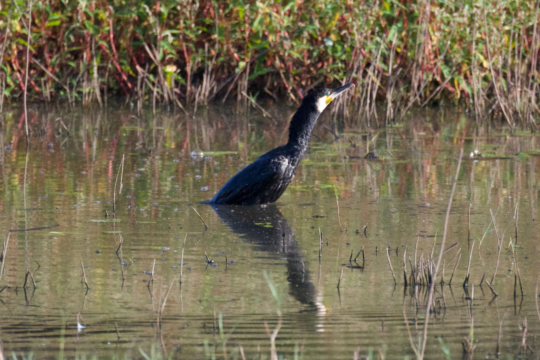 愛知県 刈谷市 洲原公園 カワウの写真 by たけし