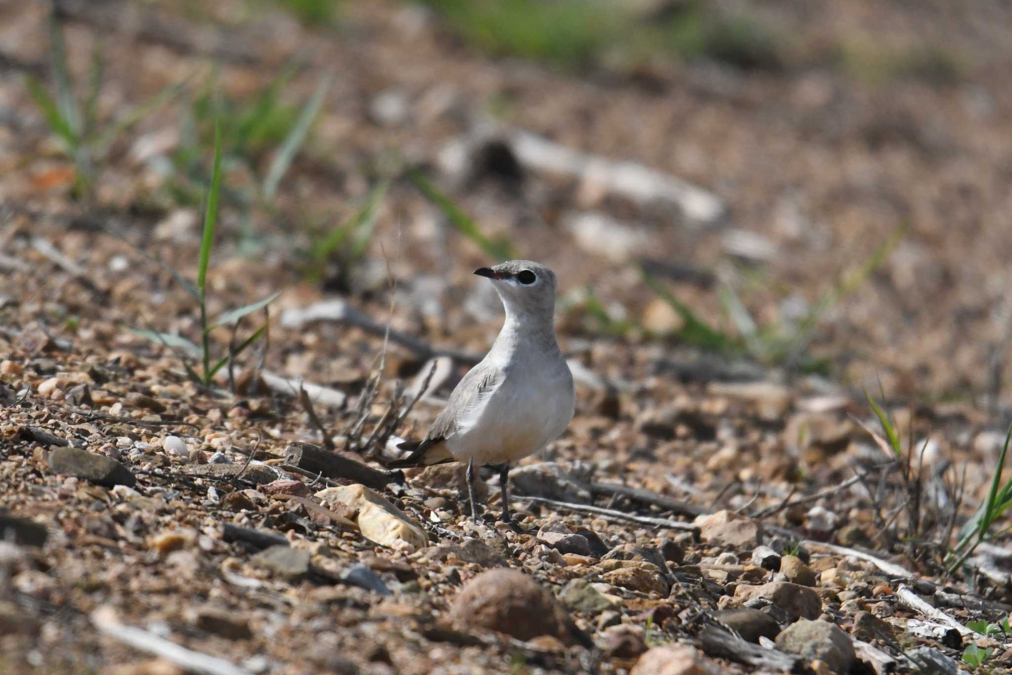 Photo of Small Pratincole at タイ by あひる