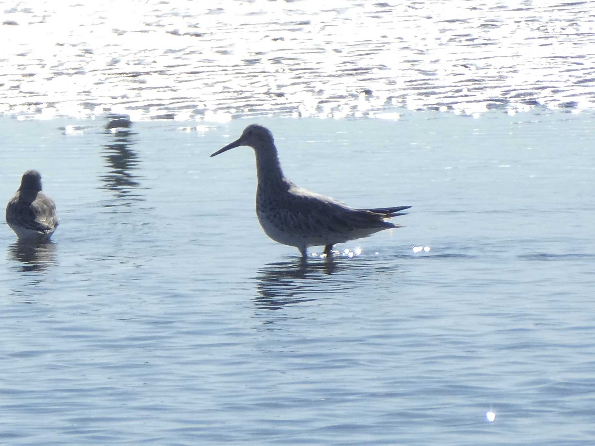 ふなばし三番瀬海浜公園 オバシギの写真 by Kozakuraband