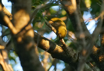 Warbling White-eye Akigase Park Tue, 10/1/2019