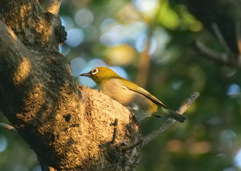 Warbling White-eye Akigase Park Tue, 10/1/2019