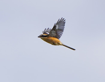 Bull-headed Shrike 堺浜 Sun, 10/6/2019