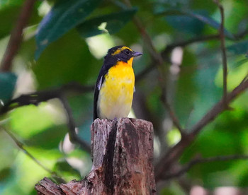 Narcissus Flycatcher Oizumi Ryokuchi Park Sun, 10/6/2019