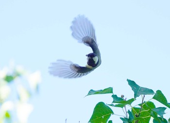 Japanese Tit Oizumi Ryokuchi Park Sun, 10/6/2019