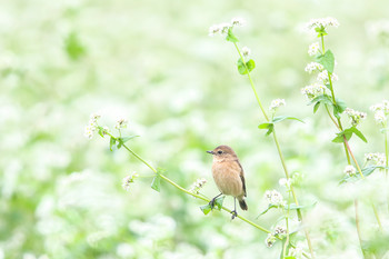 ノビタキ 岐阜県 2019年10月8日(火)