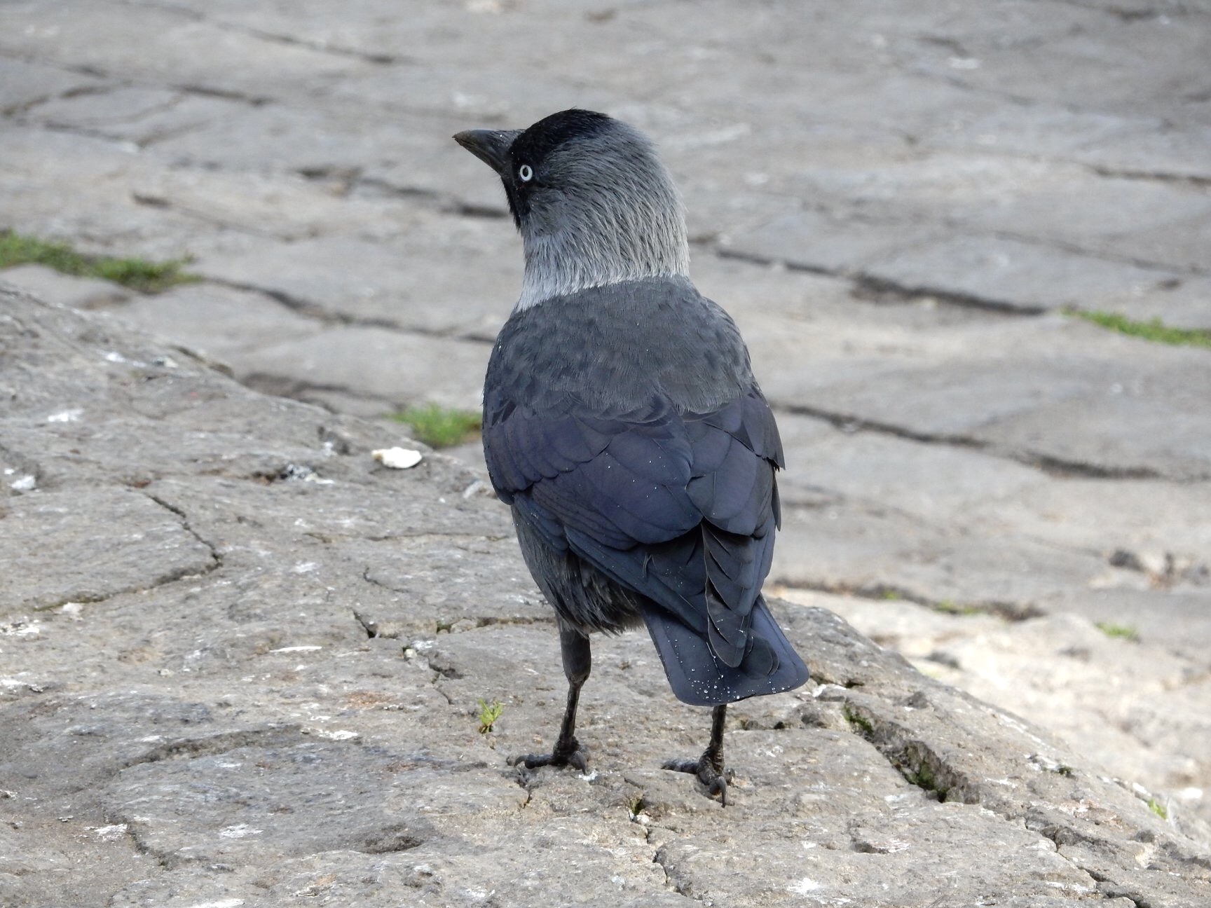 Photo of Western Jackdaw at Kraków, Poland  by tlvatsko83