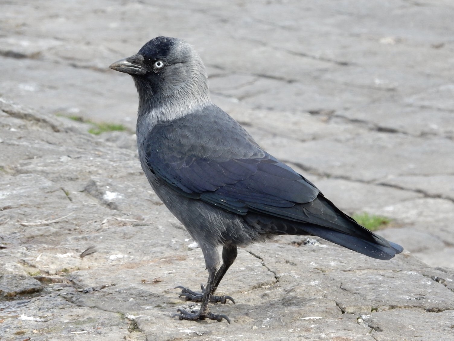 Photo of Western Jackdaw at Kraków, Poland  by tlvatsko83