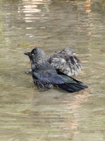 Western Jackdaw Kraków, Poland  Sun, 9/29/2019