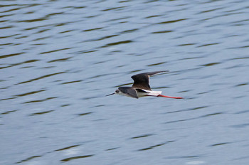 Black-winged Stilt Isanuma Sun, 10/6/2019