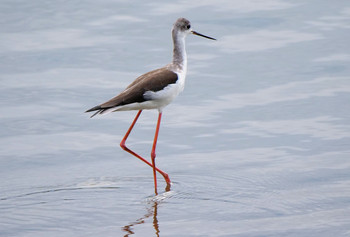 Black-winged Stilt Isanuma Sun, 10/6/2019