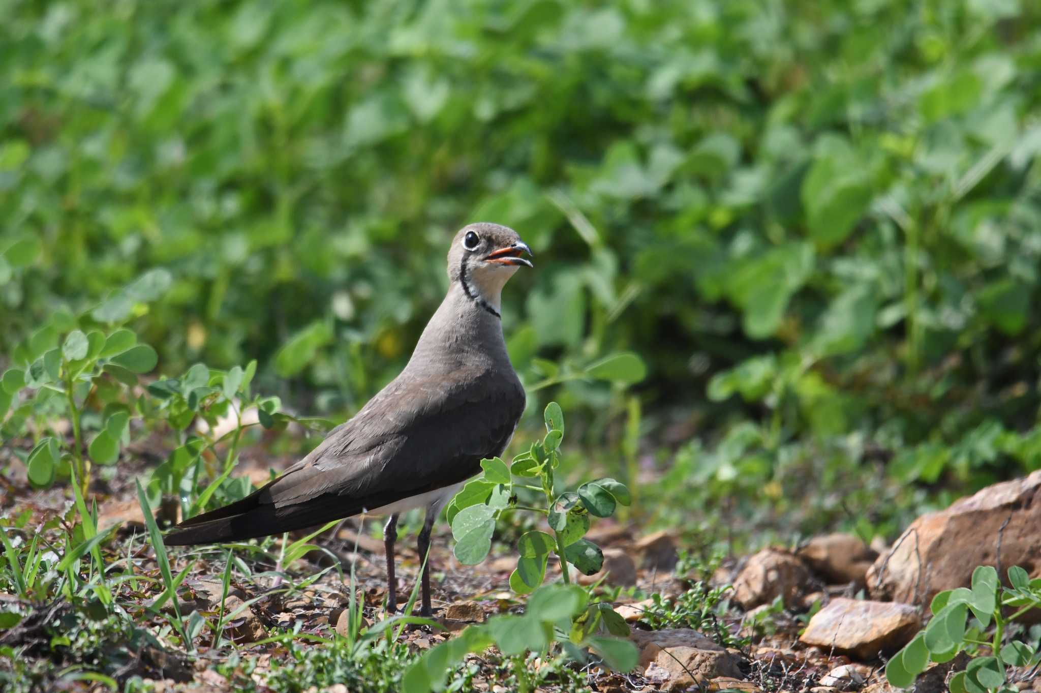 Oriental Pratincole