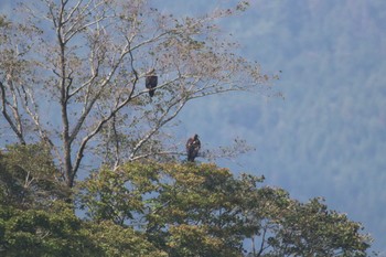 イヌワシ 伊吹山 2019年10月5日(土)