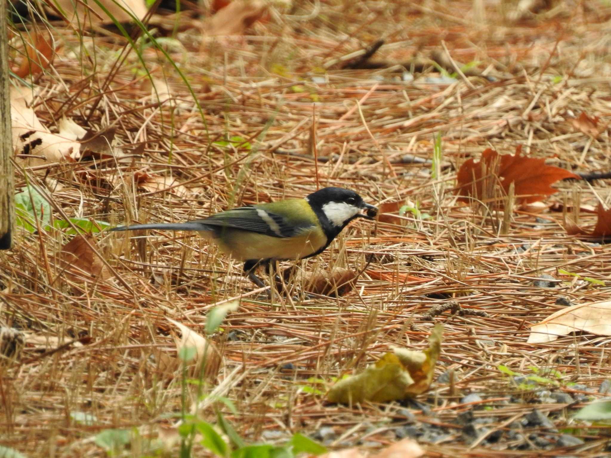 シジュウカラ