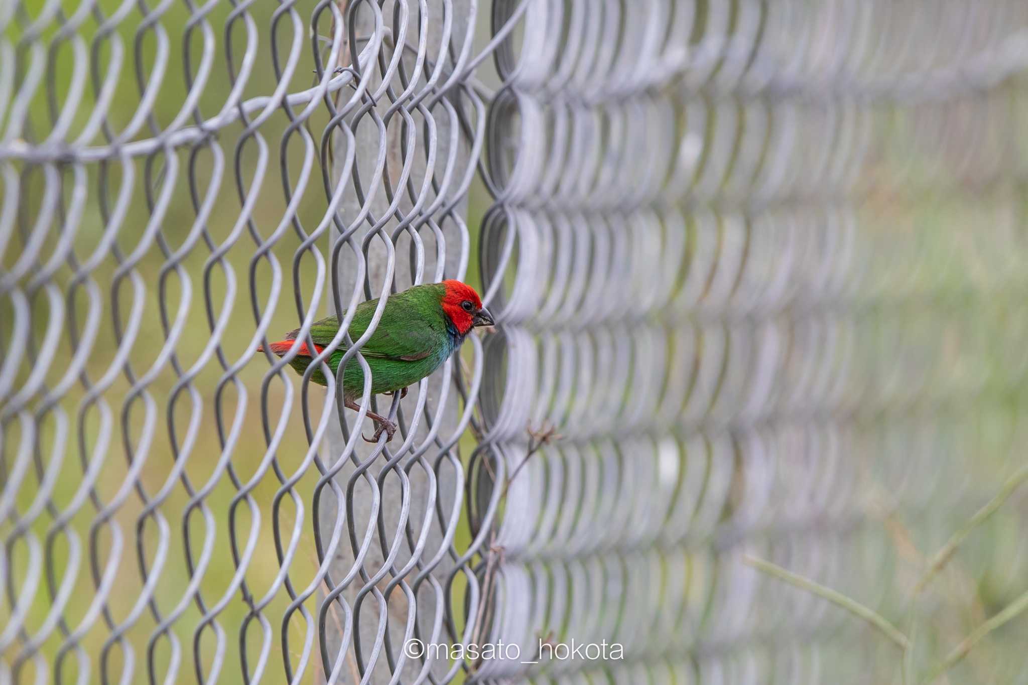 Photo of Fiji Parrotfinch at Nadi Airport by Trio