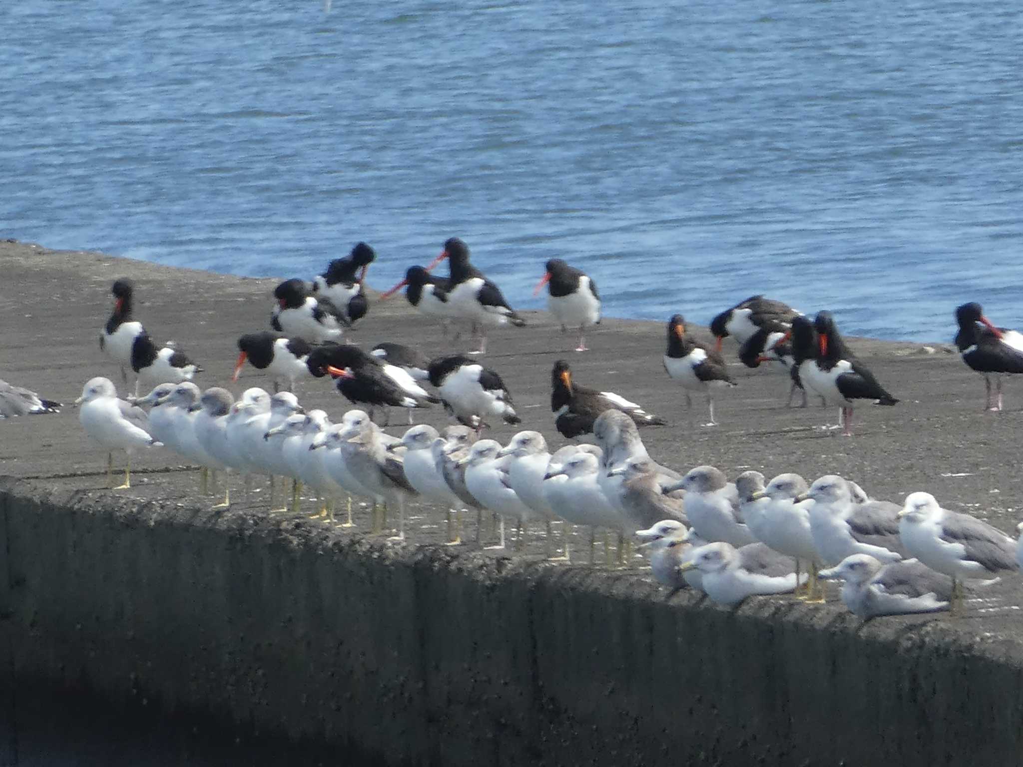 ふなばし三番瀬海浜公園 ウミネコの写真 by Kozakuraband